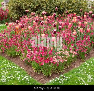 Assoziation von rosa und lila Tulpen mit rosa Wandblumen in Eine englische Frühlingsgrenze Stockfoto