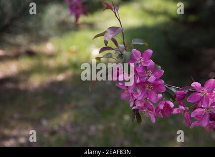 Frühlingsaromen in der Luft. Blühender Zweig mit rosa Blüten. Ort zum Schreiben von Text. Frühling floralen Hintergrund Stockfoto