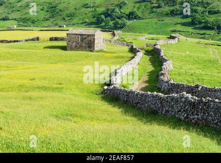 Ummauerte grüne Gasse und Feldscheune in Swaledale in der Yorkshire Dales National Park in North Yorkshire Großbritannien Stockfoto