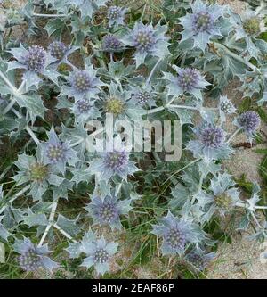 Blaue Blüten und silbrige Blätter von Sea Holly Eryngium wachsen In Dünen an der Gower Küste von South Wales Großbritannien Stockfoto