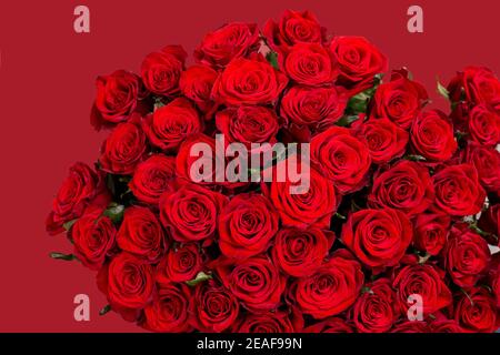 Rote Rosen in einem riesigen schönen Bouquet Stockfoto
