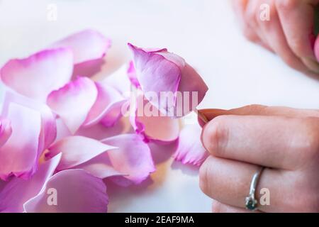 Schritt-für-Schritt Masterclass Workshop, Bastelführer, Draufsicht auf die Herstellung von Haarschmuck mit künstlichen Rosenblumen aus Schaum, EVA schwammiges Material, Schaum Stockfoto