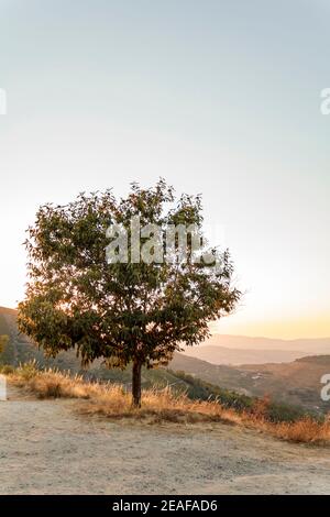 Kastanienbaum mit Hügeln im Hintergrund Stockfoto