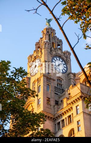 Nahaufnahme der Royal Liver Building Uhr, Liverpool Architektur, England, Großbritannien Stockfoto