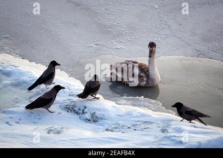 Der junge Mute Swan, Gygnus olor, der sich auf dem Meereis ruht, ärgert sich über die Nähe der vier Kapuzenkrähen, Corvus cornix, und ist dabei, sie wegzuschuseln. Stockfoto