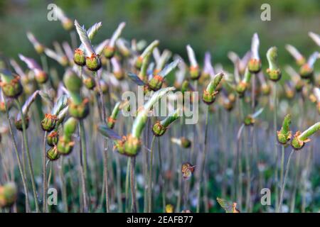 Gruppe von westlichen Kelch Blumen im Morgenlicht Stockfoto