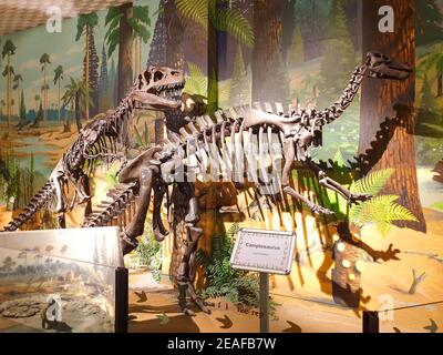 Historische Artefakte im World Museum, Liverpool, England Stockfoto