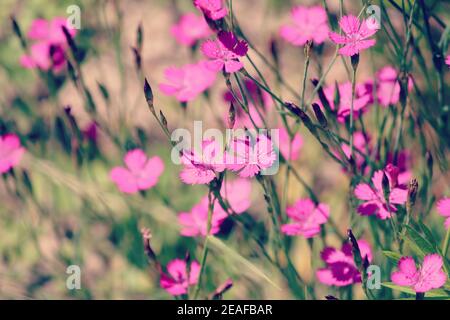 Maiden Pink oder Heidenelke oder Dianthus deltoides. Viele Maiden Rosa blühende Knospen auf einer sonnigen Wiese an einem Sommertag. Viele rosa Wildblumen im Sommer Stockfoto