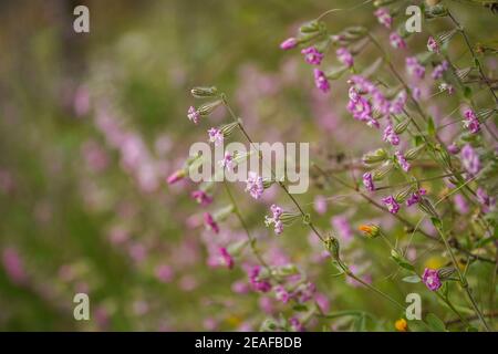 Rosa Pirouette, Silene colorata blüht im Frühlingsfeld, Andalusien, Spanien. Stockfoto