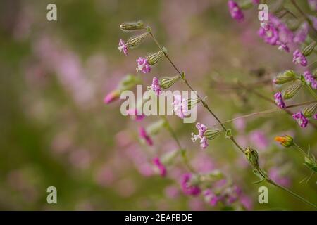 Rosa Pirouette, Silene colorata blüht im Frühlingsfeld, Andalusien, Spanien. Stockfoto