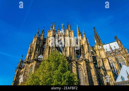 Detail des Kölner Doms Stockfoto