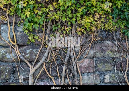 Ivy, Hedera Helix, wächst auf einer alten Steinmauer, Monmouthshire, Wales, Großbritannien Stockfoto