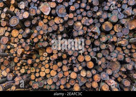 Abstrakte Tapete Hintergrund zeigt zufällige Stapel von gefällten Baumstämmen Holz Holz gestapelt Stockfoto