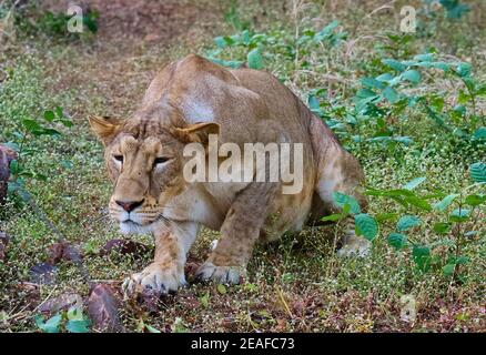 König des Dschungels - Asiatischer Löwe Stockfoto