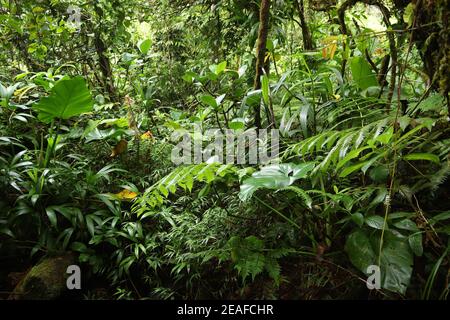 Vulkan La Soufriere Regenwald Wanderweg in Guadeloupe. Grüner Dschungel Wald. Grüner Hintergrund. Stockfoto