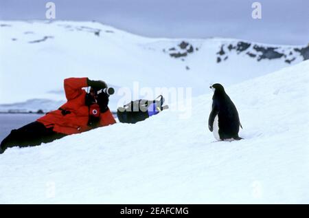 Mann, der Fotos von einem Chin Strap Pinguin auf dem Eis in der Antarktis Stockfoto