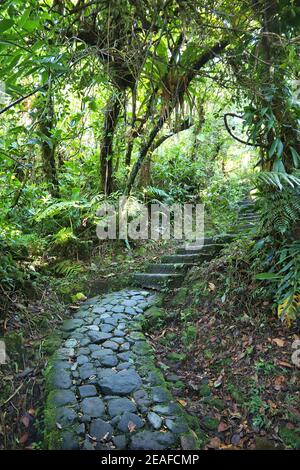 Vulkan La Soufriere Regenwald Wanderweg in Guadeloupe. Grüner Dschungel Wald. Grüner Hintergrund. Stockfoto