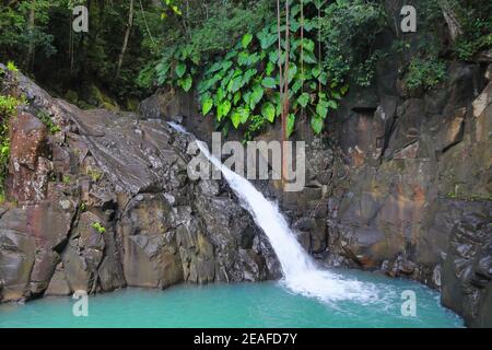 Wasserfall in Guadeloupe Karibik Insel. Cascade le Saut d'Acomat im Dschungel. Stockfoto