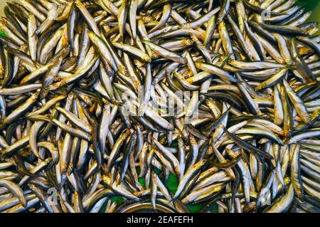Fische Stockfoto