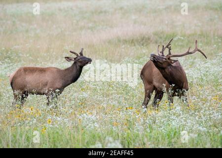 Zwei Elche oder Wapiti (Cervus canadensis) im Great Smoky Mountains National Park Stockfoto