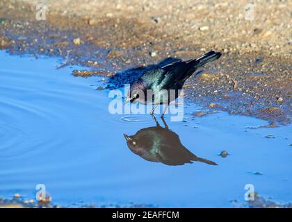 Brewer's Blackbird Male Reflection Stockfoto