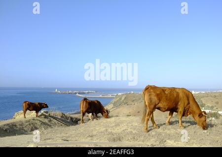 Wilde Viehweiden auf einem hohen Punkt über dem Hafen von Tarifa, Tarifa, Provinz Cadiz, Andalusien, Spanien Stockfoto