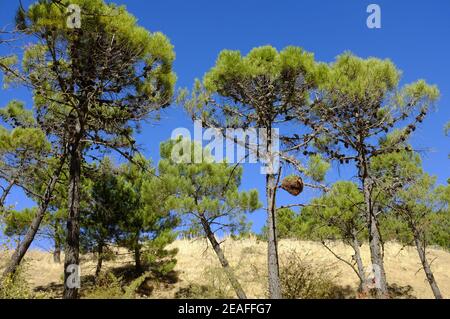 Hexen Broom wächst auf mediterranen Pinien. Sierras de las Nieves, Provinz Malaga, Andalusien, Spanien Stockfoto