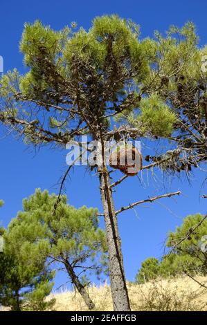 Hexen Broom wächst auf mediterranen Pinien. Sierras de las Nieves, Provinz Malaga, Andalusien, Spanien Stockfoto