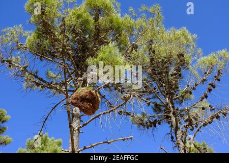 Hexen Broom wächst auf mediterranen Pinien. Sierras de las Nieves, Provinz Malaga, Andalusien, Spanien Stockfoto