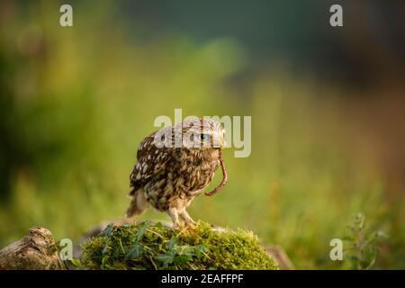 Kleine Eule (Athene noctua) Erwachsene auf Baumstumpf in Ackerland essen Regenwurm, Wales, Juni Stockfoto