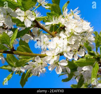 Blühende Astpflaume im Frühling. Blühender Pflaumenbaum. Pflaumenzweig mit weißen Blüten im Garten. Stockfoto