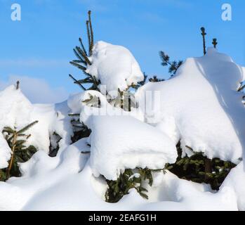 Schneebedeckte Fichten. Winterlandschaft auf blauem Himmel Hintergrund. Schnee driftet nach Schneefall und Sturm. Natur als Hintergrund. Stockfoto