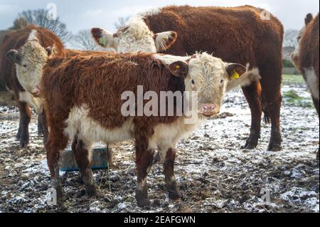 Eton Wick, Windsor, Berkshire, Großbritannien. 9th. Februar 2021. Ein Hereford-Kalb blickt aufmerksam auf einen Fotografen. Es gab einen leichten Schneestauben in Eton Wick heute Nachmittag, da die Temperatur den ganzen Tag unter Null blieb. Die Temperaturen später in dieser Woche werden voraussichtlich die kältesten seit 10 Jahren sein. Quelle: Maureen McLean/Alamy Live News Stockfoto