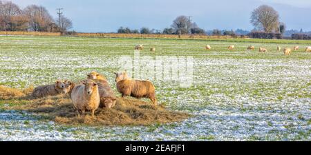Gruppe von Schafen, die Heu auf den Cotswolds im Winterschnee essen, England, Vereinigtes Königreich Stockfoto