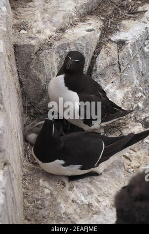 Razorbills (Alca torda) mit Küken Stockfoto