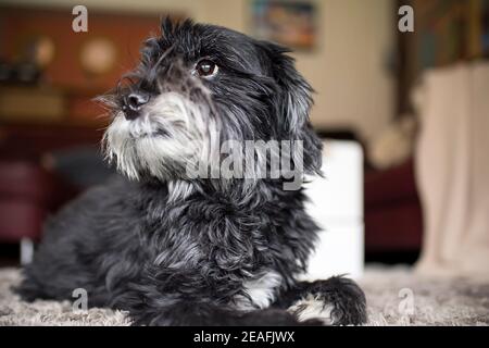 Eine schwarz-weiße Tibetische Terrier-Hündin liegt elegant auf dem Teppich. Hund hat ein schönes Zuhause und fühlt sich wohl. Stockfoto