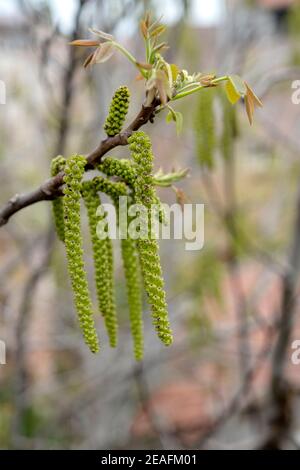 Glatter Alder im Frühjahr. Blüte von Alnus Serrulata (Haselalder). Stockfoto