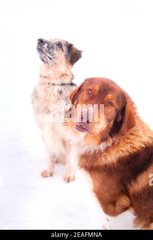 Zwei große niedliche Hunde sitzen, einer Blick auf die Kamera, ein anderer Kopf nach oben Stockfoto