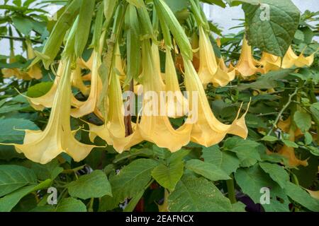 Nahaufnahme gelbe Datura Blume Brugmansia versicolor Stockfoto