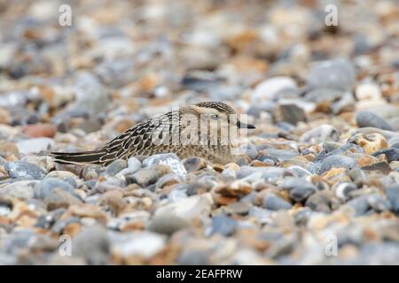 Eurasian Dotterel, Charadrius morinellus, Jungvogel ruht auf Kiesstrand auf Migration, Cley, Norfolk, Großbritannien, 10. September 2011 Stockfoto