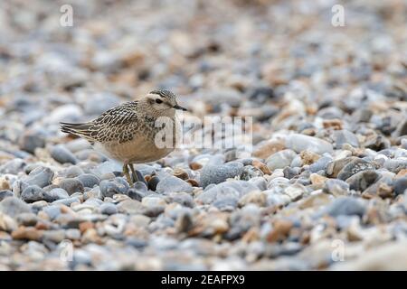 Eurasian Dotterel, Charadrius morinellus, Jungvogel ruht auf Kiesstrand auf Migration, Cley, Norfolk, Großbritannien, 10. September 2011 Stockfoto