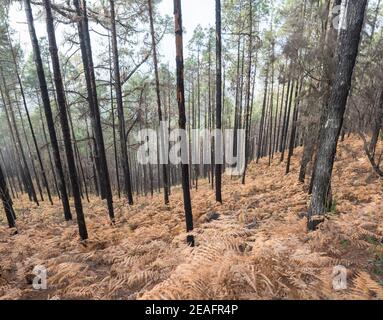 Geheimnisvoller Nebelwald im Naturpark Tamadaba Jahr nach dem Waldbrand, teilweise verbrannte Kanarienkiefer mit trockenem Orangenfarn auf Waldflor, selektiv Stockfoto