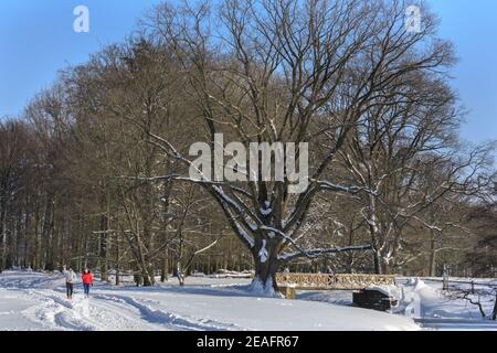 Duelmen, NRW, Deutschland. Februar 2021, 09th. Nach Schneestürmen und unter eisigen Temperaturen in weiten Teilen Deutschlands schlendern Wanderer durch das schöne, sonnige Naturschutzgebiet Duelmen. Kredit: Imageplotter/Alamy Live Nachrichten Stockfoto