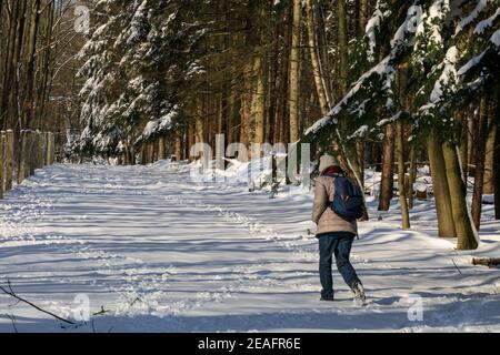 Duelmen, NRW, Deutschland. Februar 2021, 09th. Nach Schneestürmen und unter eisigen Temperaturen in weiten Teilen Deutschlands schlendert ein Wanderer durch die schönen, sonnigen Wälder des Naturparks Dülmen. Kredit: Imageplotter/Alamy Live Nachrichten Stockfoto