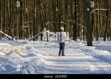 Duelmen, NRW, Deutschland. Februar 2021, 09th. Nach Schneestürmen und unter eisigen Temperaturen in weiten Teilen Deutschlands schlendert ein Wanderer durch die schönen, sonnigen Wälder des Naturparks Dülmen. Kredit: Imageplotter/Alamy Live Nachrichten Stockfoto