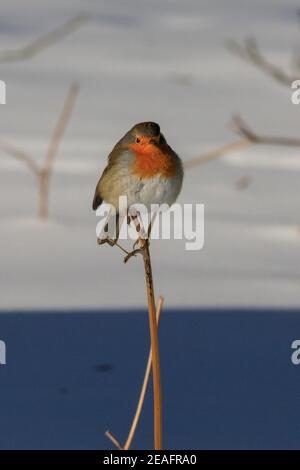 Duelmen, NRW, Deutschland. Februar 2021. Ein kleiner Rotkehlchen (Erithacus rubecula) erwärmt sich, indem er im Sonnenschein auf einem Grashalm balanciert, während der Boden nach Schneestürmen und eisigen Temperaturen in Nordrhein-Westfalen in den letzten Tagen noch gefroren und schneebedeckt ist. Kredit: Imageplotter/Alamy Live Nachrichten Stockfoto