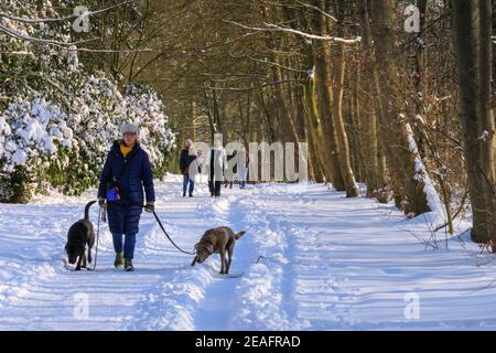 Duelmen, NRW, Deutschland. Februar 2021, 09th. Spaziergänger schlendern durch die schönen, sonnigen Wälder des Naturparks Duelmen nach Schneegestampfungen und unter eisigen Temperaturen in weiten Teilen Deutschlands. Kredit: Imageplotter/Alamy Live Nachrichten Stockfoto