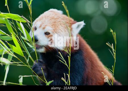 Wunderschöner roter Panda (Ailurus fulgens), der auf Bambusblättern kauen Stockfoto