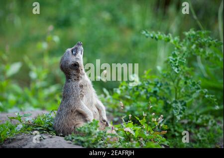 Süßes junges Erdmännchen (Suricata suricatta), auch bekannt als Surikat, auf seinen Spukken sitzend und nach oben schauend Stockfoto