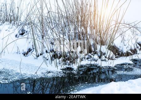 Ein gefrorener Gartenteich mit trockenen Gräsern und schmelzendem Eis. Stockfoto